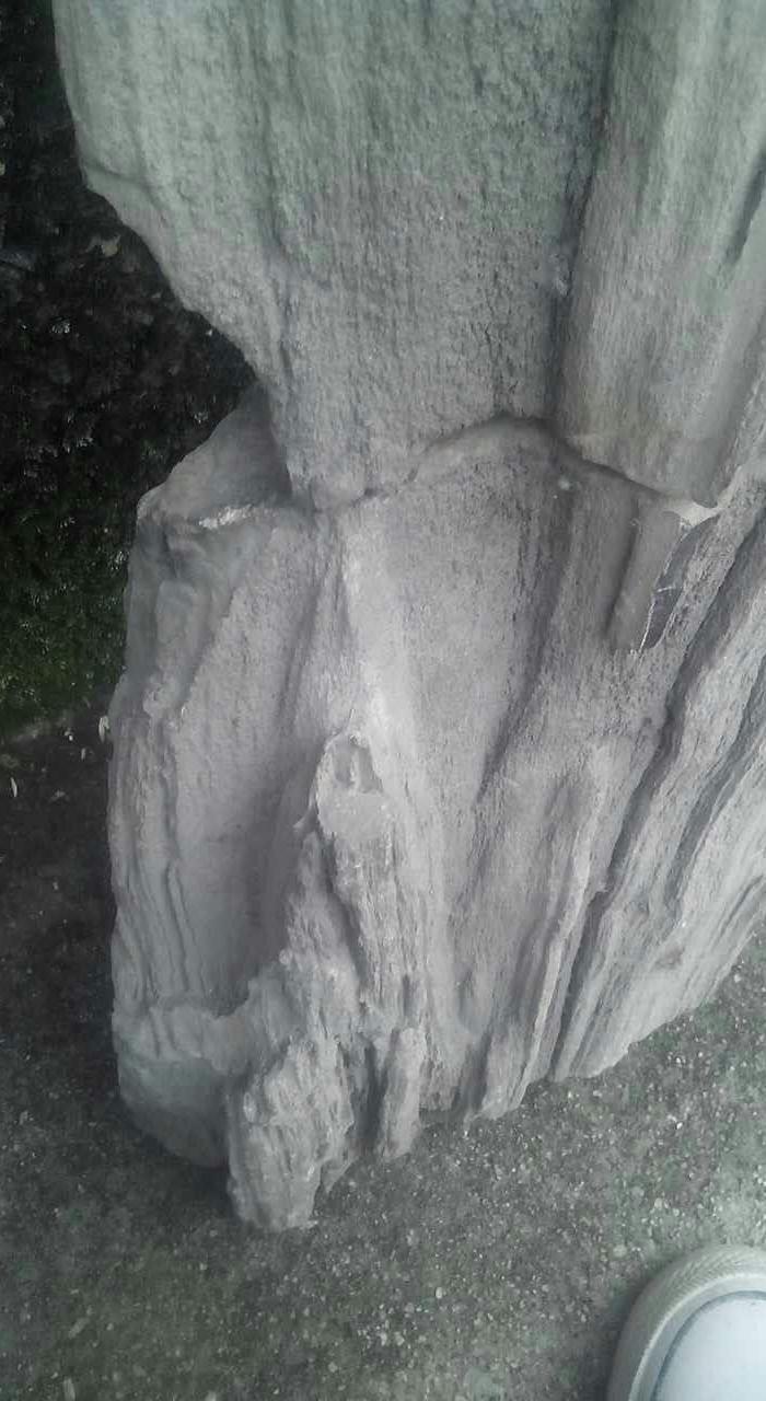 树化石 请专家鉴定及估价_树化石 请专家鉴定