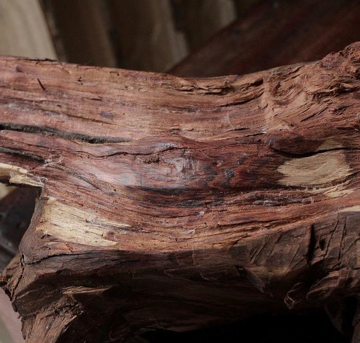 海黄或越黄根料素料2_海黄或越黄根料素料2鉴