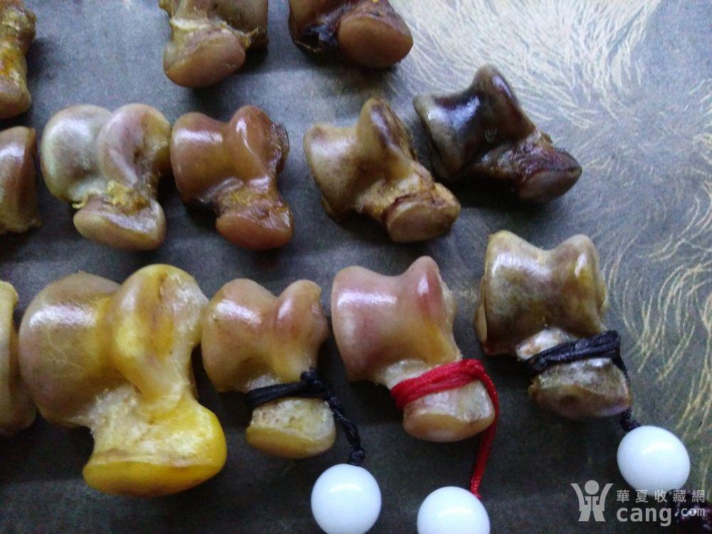 狼髀石 狼髀骨 脚后跟关节骨 辟邪 招财 逢赌必