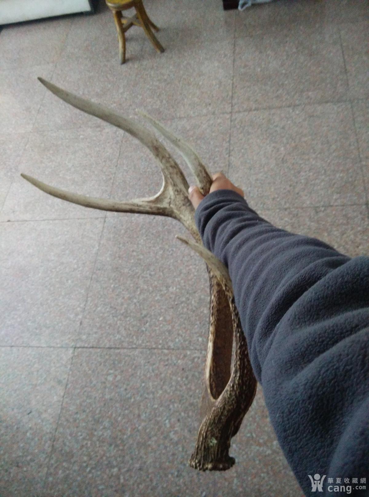 鹿角(应该是梅花鹿角)_鉴定频道_华夏收藏网