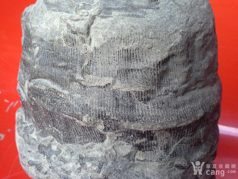 桫椤树化石_鉴定频道_华夏收藏网