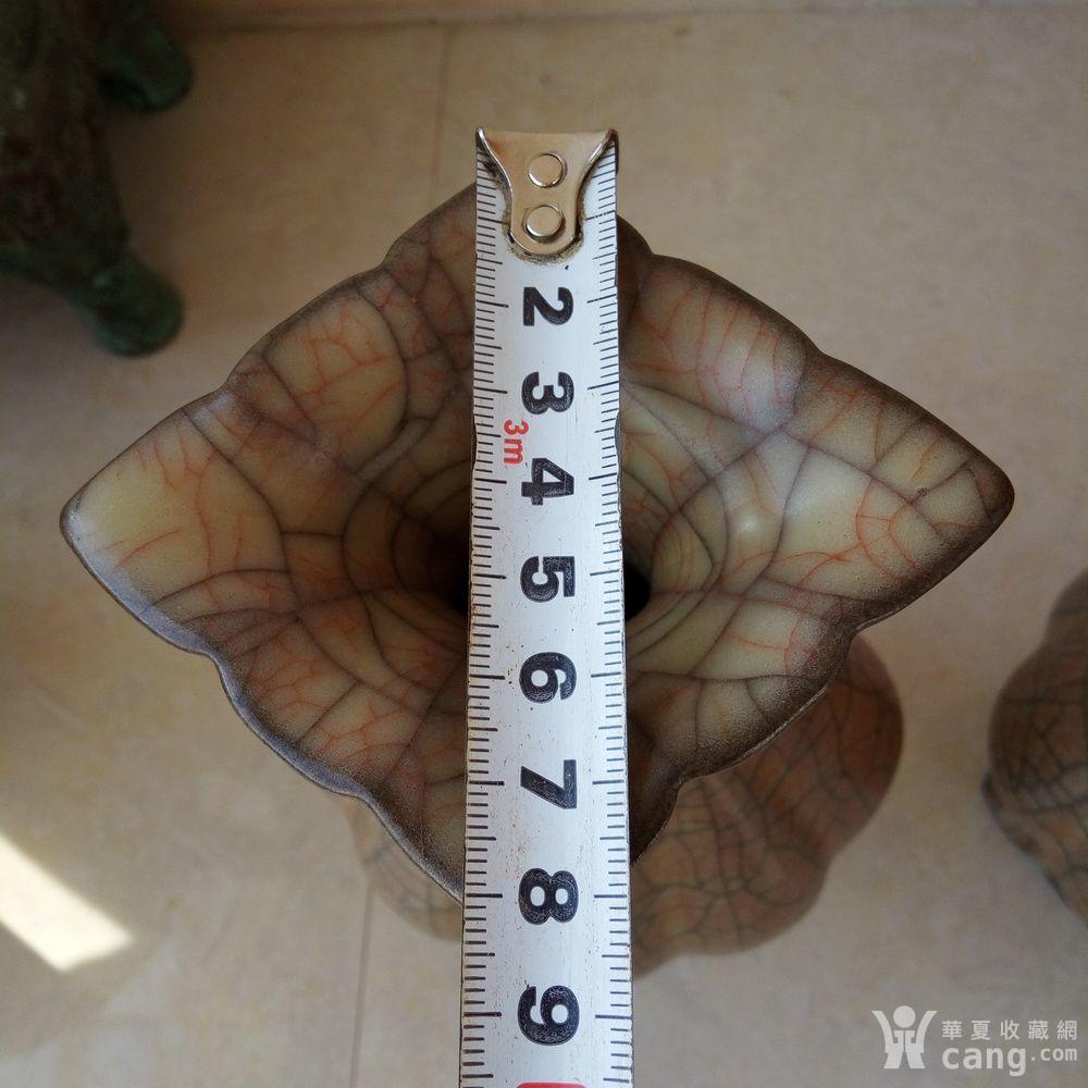 怎么养金丝铁线 20170706141737qgah9koxse9fvxzb.jpg!s1200