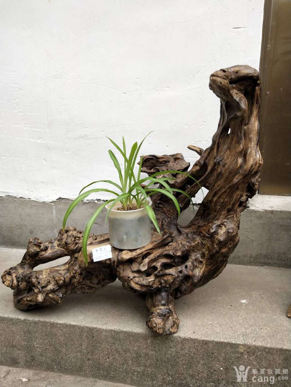 有人说 根雕是先有意再找根 ,你觉得呢?